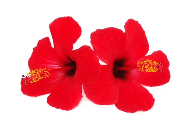 Single Bright Red Showy Exotic Hibiscus Flower Isolated White Background — Stock Photo, Image