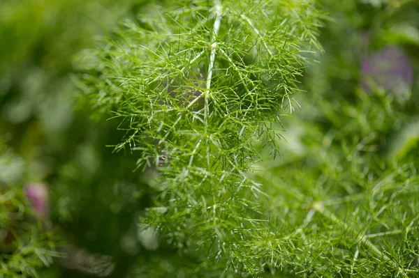 Flora Gran Canaria Flowering Ferula Linkii Giant Canary Fennel Endemic — Stock Photo, Image