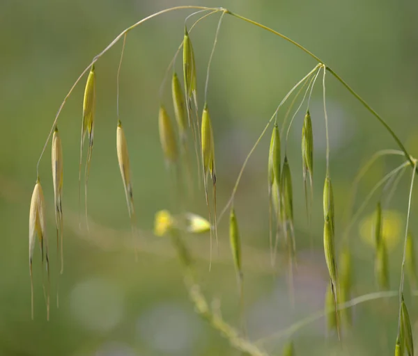 大加那利亚植物区系 阿韦纳发泡燕麦野生燕麦自然大花背景 — 图库照片