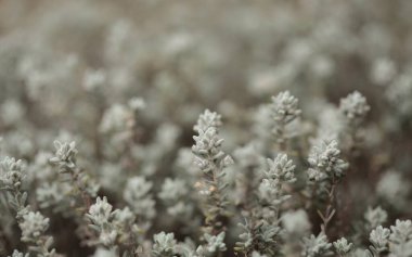 Gran Canaria 'dan Flora - Mikromeria varia otları, yerel olarak kekik olarak adlandırılır, Kanarya ve Madeira' ya özgü, doğal makro çiçekli arka plan