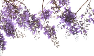 Mavi jakaranda çiçekleri, Jacaranda mimozomları, beyaz üzerinde izole edilmiş. 