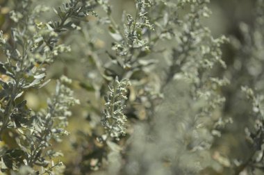 Gran Canaria 'dan Flora - Artemisia thuscula, yüksek aromatik özellikleri ve doğal makro çiçek arkaplanından dolayı yerel olarak Incense olarak adlandırılır