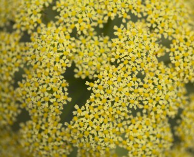 Gran Canaria 'dan Flora - Todaroa Montana, Kanarya Adalarına özgü bitki, doğal makro çiçekli arka plan