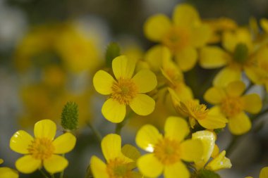Gran Canaria 'dan Flora - Ranunculus Cortusifolius' un parlak sarı çiçekleri, Kanarya çiçekleri doğal makro çiçekli arka plan