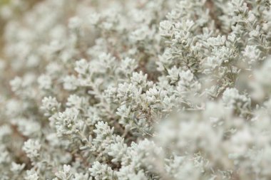 Gran Canaria 'dan Flora - Mikromeria varia otları, yerel olarak kekik olarak adlandırılır, Kanarya ve Madeira' ya özgü, doğal makro çiçekli arka plan