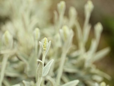 Gran Canaria 'dan Flora - Sideritis dasygnaphala, Gran Canaria' nın beyaz dağ çayı, yaygın, doğal makro çiçekli arka plan