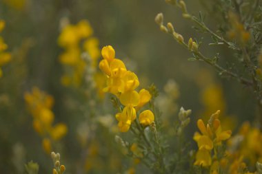 Gran Canaria 'dan Flora - Teline microphylla' nın parlak sarı çiçekleri, adaya özgü süpürge türleri, doğal makro çiçekli arka plan