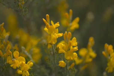 Gran Canaria 'dan Flora - Teline microphylla' nın parlak sarı çiçekleri, adaya özgü süpürge türleri, doğal makro çiçekli arka plan