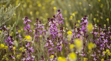 Gran Canaria 'dan Flora - zambak bitkisinin leylak çiçekleri Erysimum albescens, adaya özgü doğal makro çiçek arkaplanı.