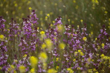 Gran Canaria 'dan Flora - zambak bitkisinin leylak çiçekleri Erysimum albescens, adaya özgü doğal makro çiçek arkaplanı.