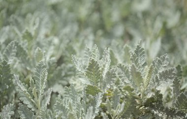 Gran Canaria 'dan Flora - Tanasetum ptarmiciflorum, gümüş tansi, adaya özgü bitki, doğal makro çiçekli arka plan