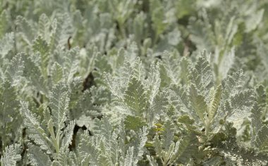 Gran Canaria 'dan Flora - Tanasetum ptarmiciflorum, gümüş tansi, adaya özgü bitki, doğal makro çiçekli arka plan