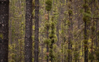 Gran Canaria 'dan Flora - Pinus kanarya, ateşe dayanıklı kanarya çamı, orman yangınından sonra iyileşebiliyor, doğal makro çiçekli arka plan