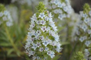 Gran Canaria 'dan Flora - Echium decaisnei, adalara özgü beyaz bugloss, doğal makro çiçekli arka plan