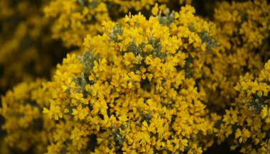 Gran Canaria 'dan Flora - Teline microphylla' nın parlak sarı çiçekleri, adaya özgü süpürge türleri, doğal makro çiçekli arka plan