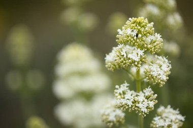 Gran Canaria 'dan Flora - Centranthus ruber, kırmızı kediotu, Kanaryalarda istilacı doğal makro çiçekli arka plan