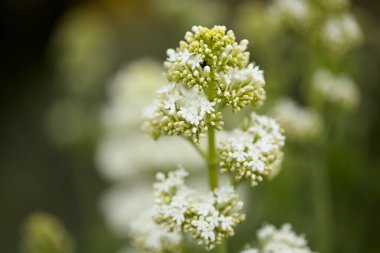 Gran Canaria 'dan Flora - Centranthus ruber, kırmızı kediotu, Kanaryalarda istilacı doğal makro çiçekli arka plan