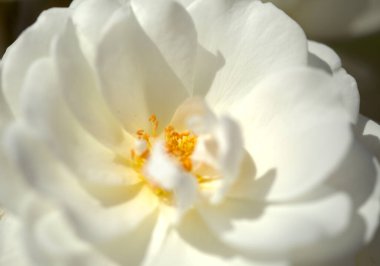 Çok açık eski moda beyaz gül, doğal makro çiçekli arka plan.