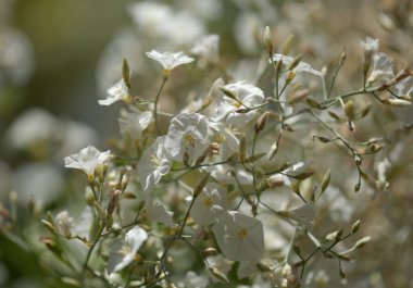 Gran Canaria 'dan Flora - Convolvulus Floridus, Kanarya Adalarına özgü bitki, doğal makro çiçek geçmişi