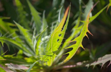 Gran Canaria 'dan Flora - Babcockia platylepis yaprakları, adaya özgü bitki, doğal makro çiçekli arka plan