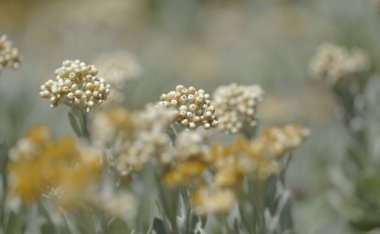 Lanzarote 'li Flora - Helichrysum Gossypinum, pamuk yünü sonsuz, savunmasız türler