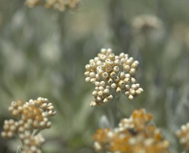 Lanzarote 'li Flora - Helichrysum Gossypinum, pamuk yünü sonsuz, savunmasız türler