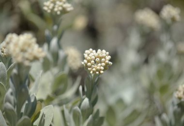 Lanzarote 'li Flora - Helichrysum Gossypinum, pamuk yünü sonsuz, savunmasız türler