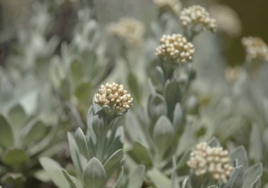 Lanzarote 'li Flora - Helichrysum Gossypinum, pamuk yünü sonsuz, savunmasız türler