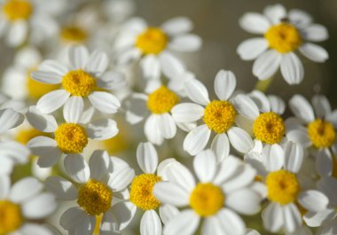 Gran Canaria 'dan Flora - Tanasetum ferulaceum, rezene yapraklı tansi adaya özgü doğal makro çiçekli arkaplan