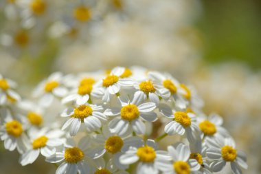 Gran Canaria 'dan Flora - Tanasetum ferulaceum, rezene yapraklı tansi adaya özgü doğal makro çiçekli arkaplan