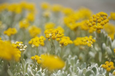 Lanzarote 'li Flora - Helichrysum Gossypinum, pamuk yünü sonsuz, savunmasız türler