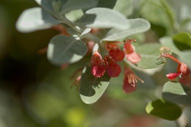 Gran Canaria 'dan Flora - çiçek açan Teucrium heterofillum, Macaronezya' ya özgü doğal makro çiçek arkaplanı türleri