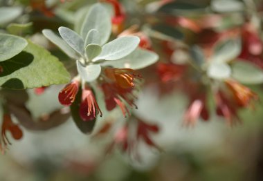 Gran Canaria 'dan Flora - çiçek açan Teucrium heterofillum, Macaronezya' ya özgü doğal makro çiçek arkaplanı türleri