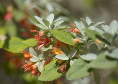 Gran Canaria 'dan Flora - çiçek açan Teucrium heterofillum, Macaronezya' ya özgü doğal makro çiçek arkaplanı türleri