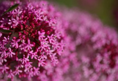 Gran Canaria 'dan Flora - Centranthus ruber, kırmızı kediotu, Kanaryalarda istilacı doğal makro çiçekli arka plan