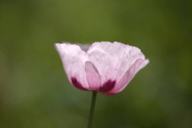 Gran Canaria 'dan Flora - Pembe Papaver somniferum haşhaş doğal makro çiçekli arka plan