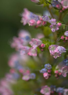 Gran Canaria 'dan Flora - Echium callithyrsum, Gran Canaria' nın ya da Tenteniguada 'nın mavi buglosu, yaygın ve savunmasız bitki doğal makro çiçekli arka plan