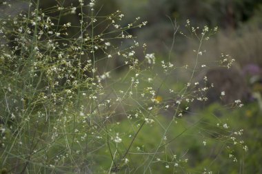 Gran Canaria 'dan Flora - Çiçekli Crambe pritzelii, yerel olarak dağ lahanası olarak bilinir, adaya özgü doğal makro çiçekli arka plan