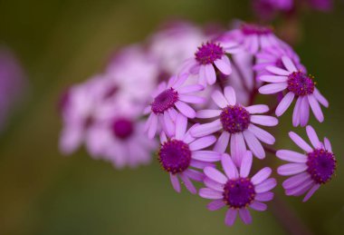 Gran Canaria 'dan Flora - Pericallis' in mor çiçekleri, adaya özgü, doğal makro çiçekli arka plan