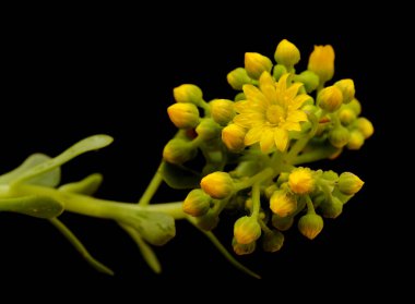 Gran Canaria 'dan Flora - Aeonium spathulatum tomurcukları, Kanarya adalarına özgü küçük evler