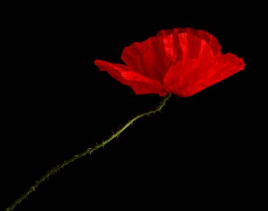 Gran Canaria 'dan Flora - Papaver rhoeas, siyah arka planda izole edilmiş gelincik