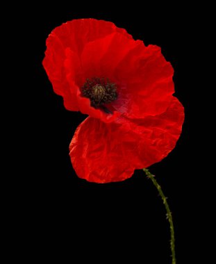 Gran Canaria 'dan Flora - Papaver rhoeas, siyah arka planda izole edilmiş gelincik