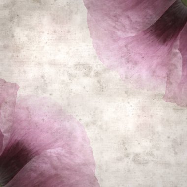 Pembe haşhaş Papaver somniferum ile süslü eski kağıt kare arka plan