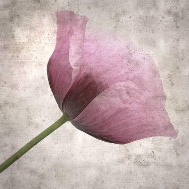 Pembe haşhaş Papaver somniferum ile süslü eski kağıt kare arka plan