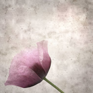Pembe haşhaş Papaver somniferum ile süslü eski kağıt kare arka plan