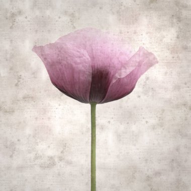 Pembe haşhaş Papaver somniferum ile süslü eski kağıt kare arka plan