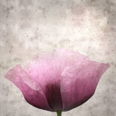 Pembe haşhaş Papaver somniferum ile süslü eski kağıt kare arka plan