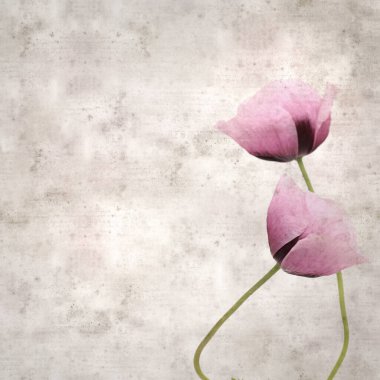 Pembe haşhaş Papaver somniferum ile süslü eski kağıt kare arka plan