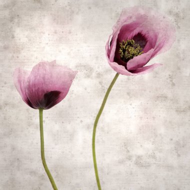 Pembe haşhaş Papaver somniferum ile süslü eski kağıt kare arka plan