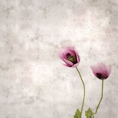 Pembe haşhaş Papaver somniferum ile süslü eski kağıt kare arka plan